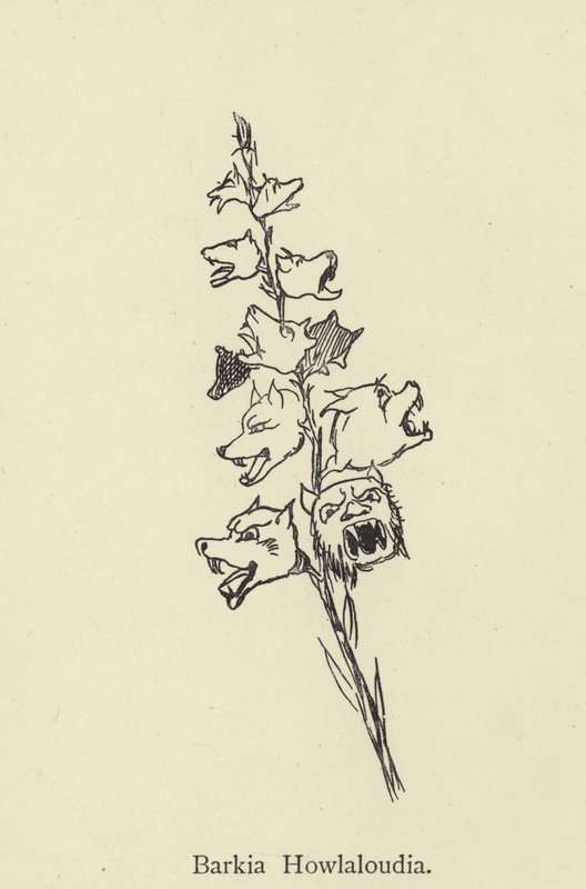 Barkia Howlaloudia door Edward Lear