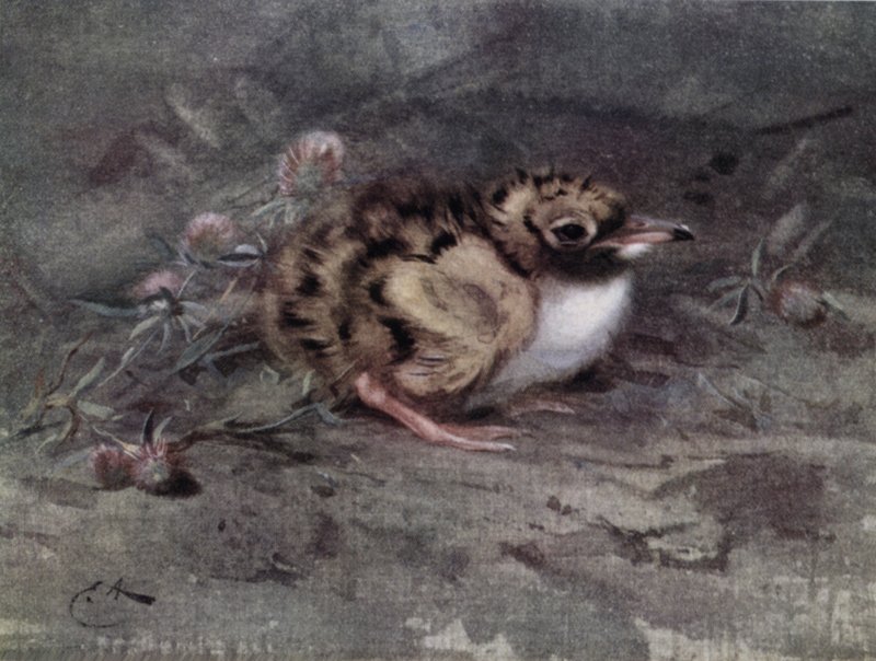 Jonge Stern door Edwin John Alexander