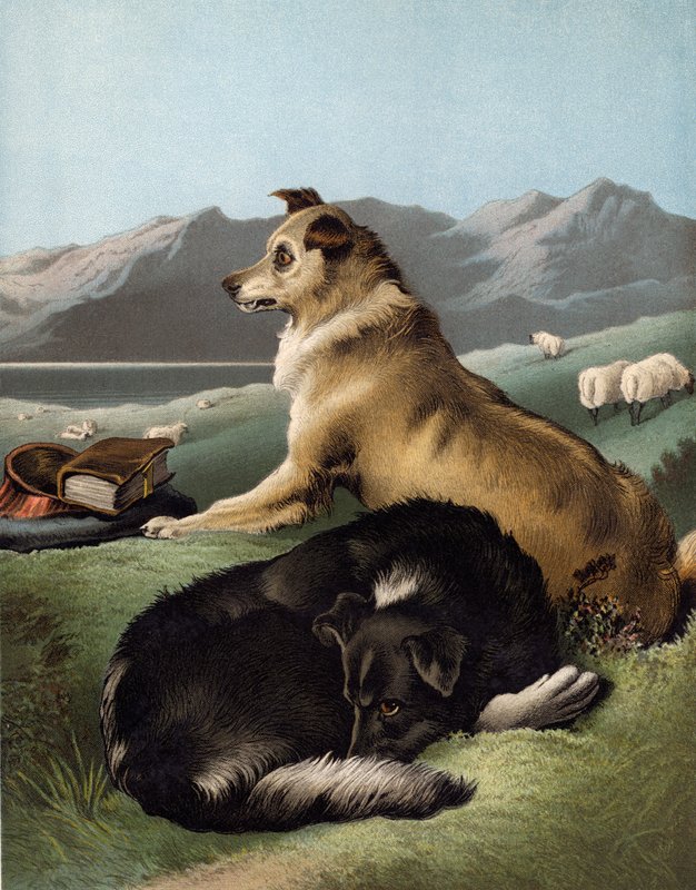 Colliehonden door Edwin after Landseer