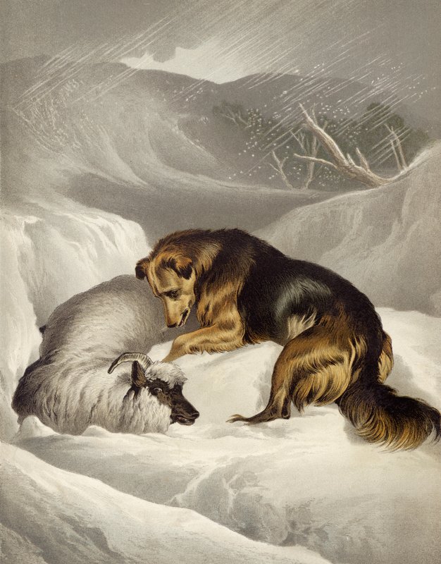 Schapenredding door Edwin after Landseer