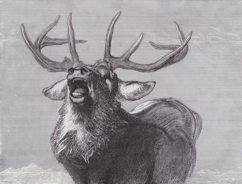 Een Uitdaging door Edwin (after) Landseer