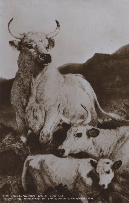 Het wilde vee van Chillingham door Edwin (after) Landseer
