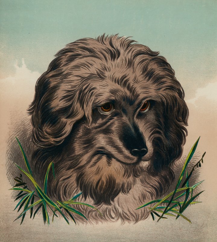 De Skye Terrier door Edwin (after) Landseer