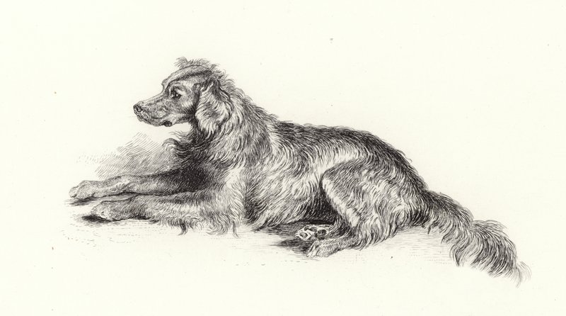 Een setterhond door Edwin Landseer
