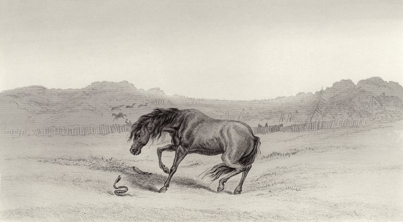 Geschrokken! door Edwin Landseer