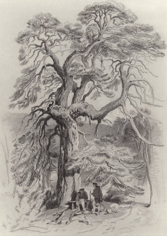 Onder de oude spar door Edwin Landseer