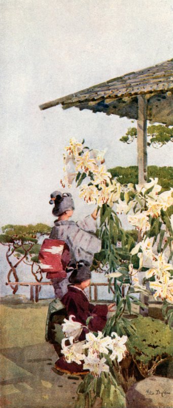 Liliun Auratum door Ella Du Cane