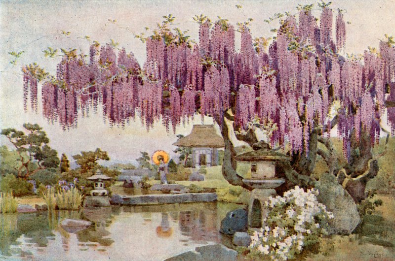 De oude wisteria door Ella Du Cane