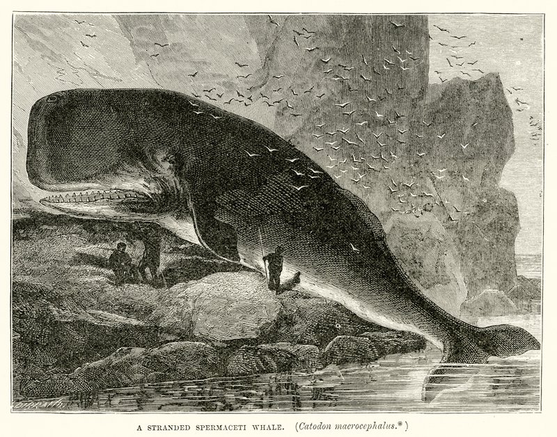 Een Gestrande Potvis (Catodon Macrocephalus) door English School