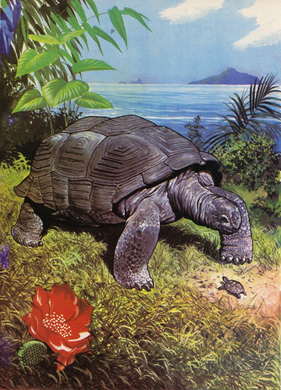 Reuzenschildpad op de Galapagoseilanden door English School