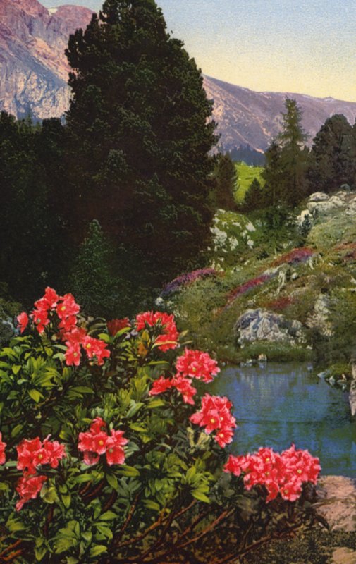 Alpenbloemen: Rhododendron Ferrugineum door English Photographer