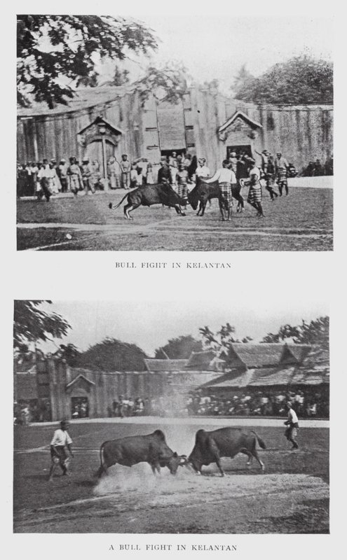 Stierengevecht in Kelantan door English Photographer
