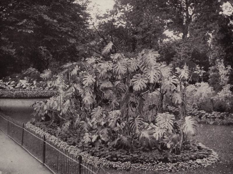 Monstera Deliciosa in Battersea Park door English Photographer