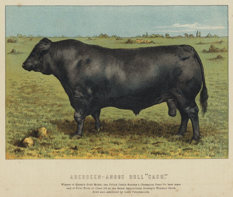 Aberdeen-Angus stier 
