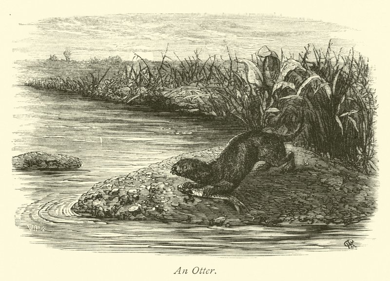 Een Otter door English School