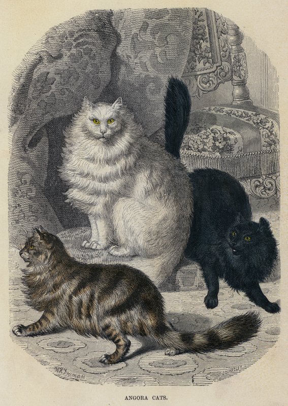 Angora Katten door English School