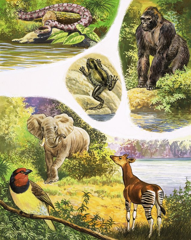 Dieren die je in de Congo kunt vinden door English School