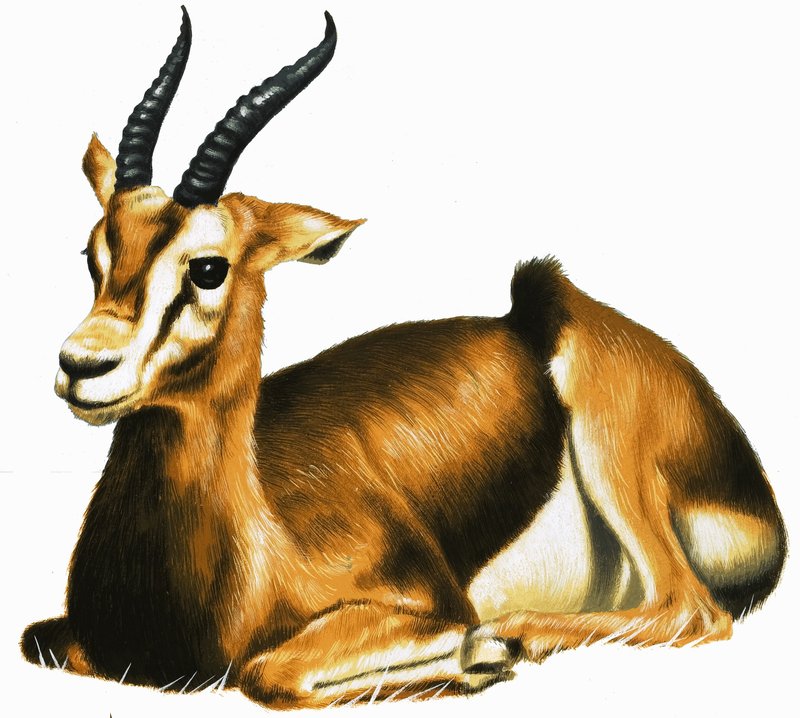 Antilope door English School