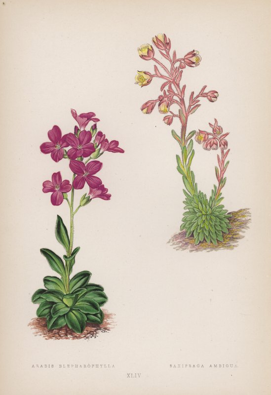 Arabis Blepharophylla; Saxifraga Ambigua door English School