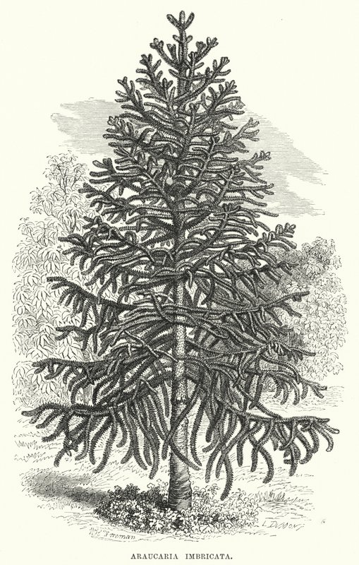 Araucaria Imbricata door English School
