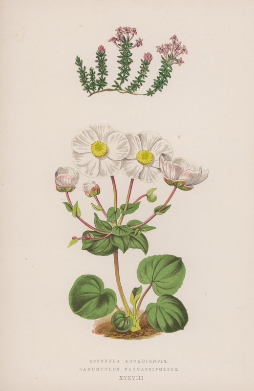 Asperula Arcadiensis; Ranunculus Parnassifolius door English School