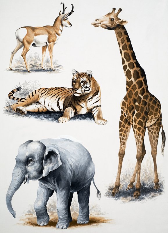 Diverse dieren door English School