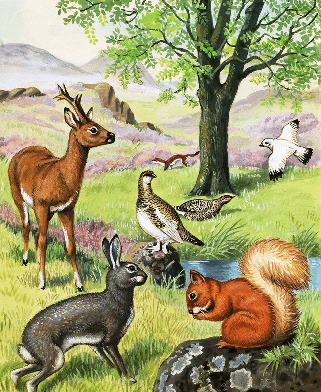 Diverse dieren door English School