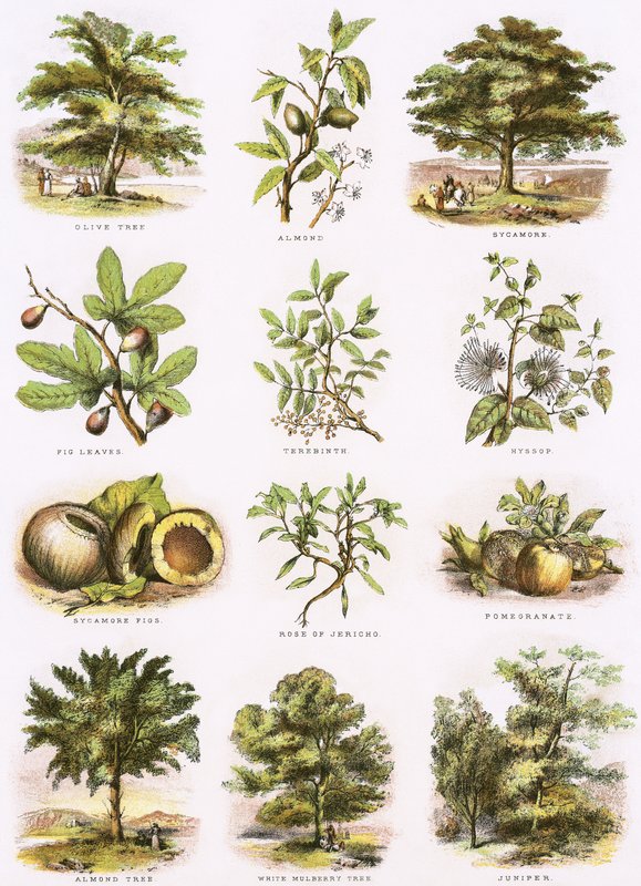 Bijbelse natuurlijke historie door English School