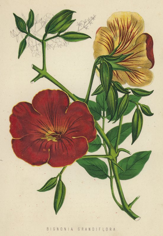 Bignonia Grandiflora door English School