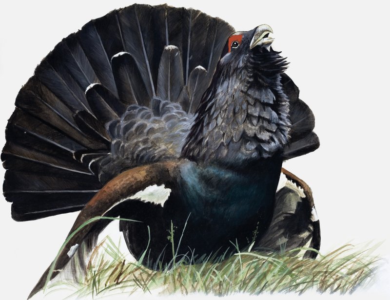 Vogel door English School