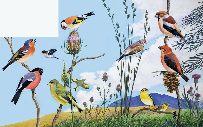 Vogels door English School