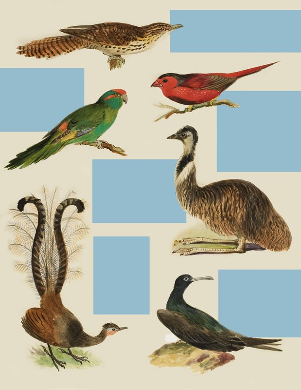 Vogels door English School