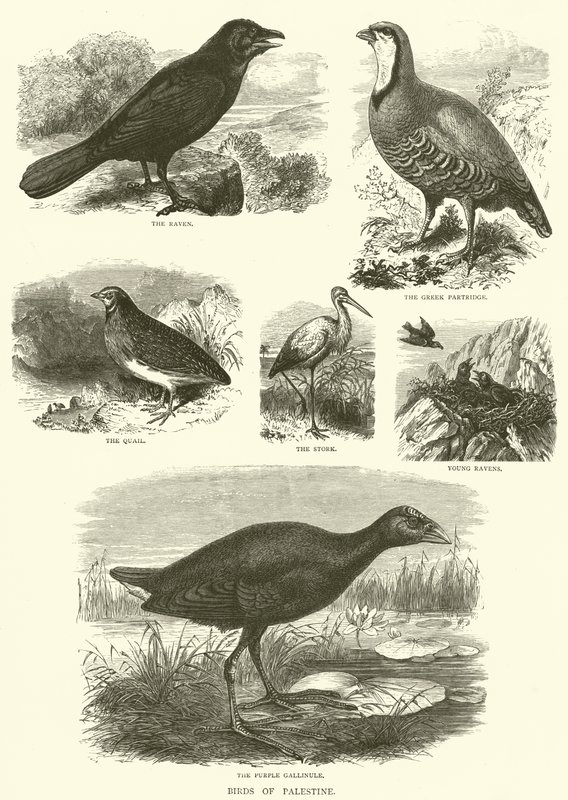 Vogels van Palestina (gravure) door English School