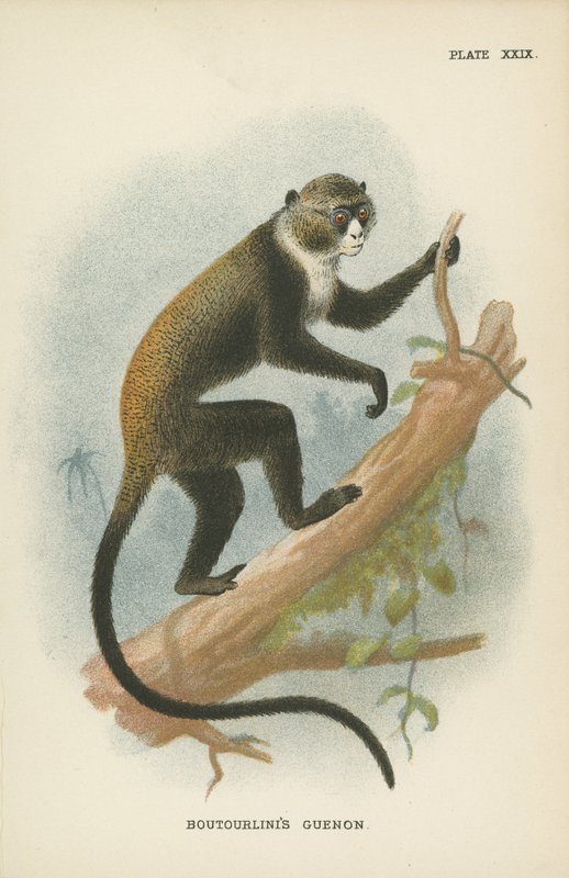 Boutourlinis Guenon door English School