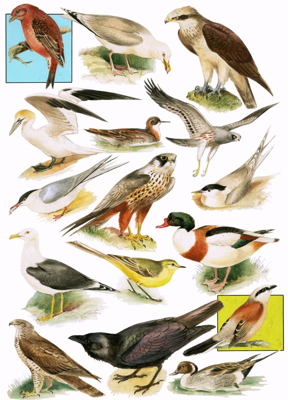 Britse vogels door English School
