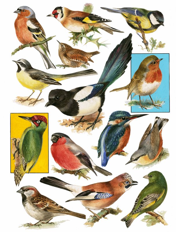 Britse Vogels door English School