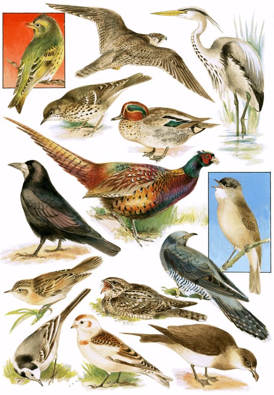 Britse vogels door English School