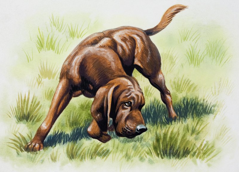 Bruine hond door English School