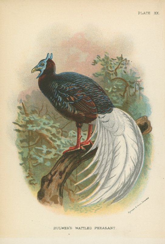 Bulwer