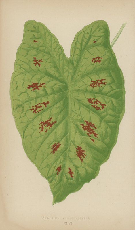 Caladium Verschaffelti door English School