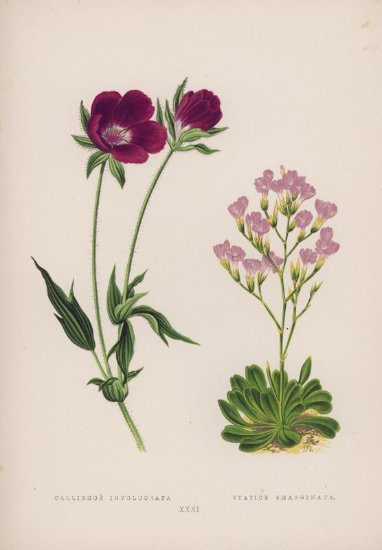 Callirhoe Involucrata; Statice Emarginata door English School