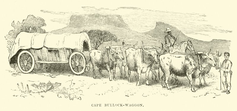 Kaapse ossenwagen door English School