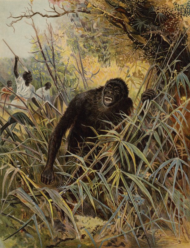 Een gorilla achtervolgen door English School