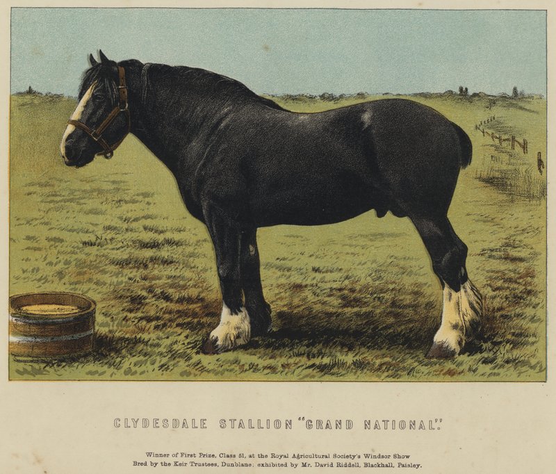 Clydesdale Hengst "Grand National" door English School