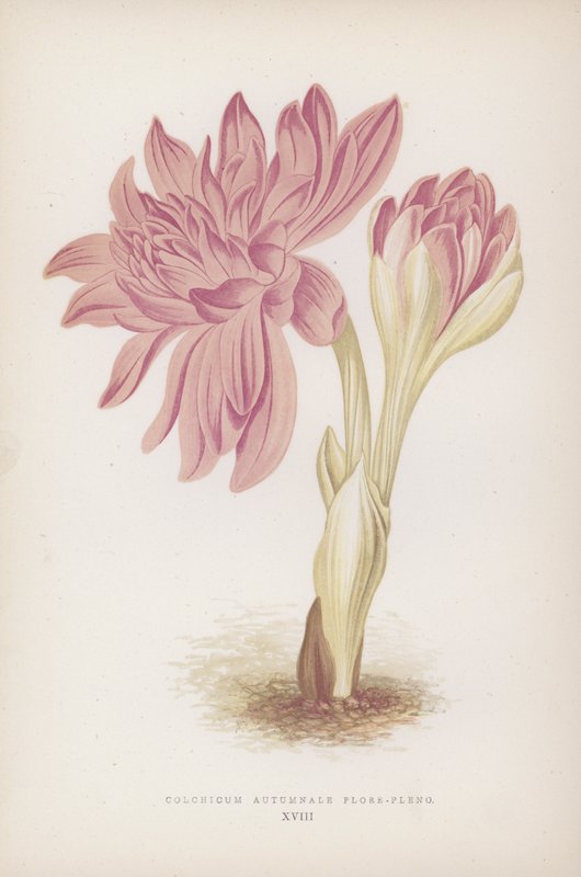 Colchicum Autumnale Flore-pleno door English School