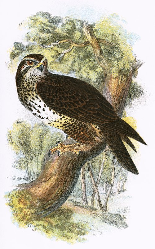 Buizerd door English School
