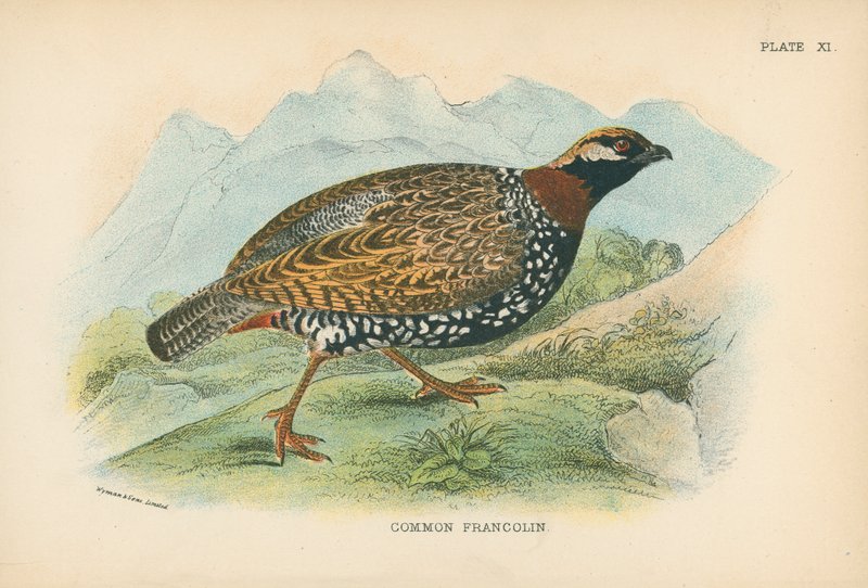 Gewone Francolin door English School