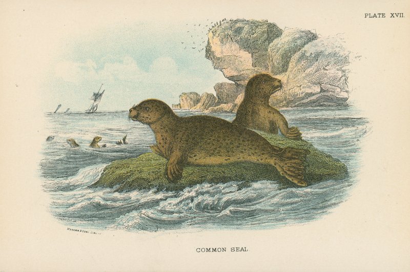 Gewone Zeehond door English School