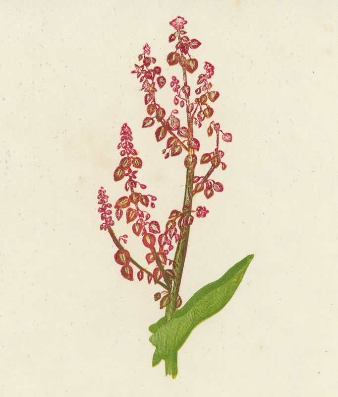 Zuring, Rumex Acetosa door English School