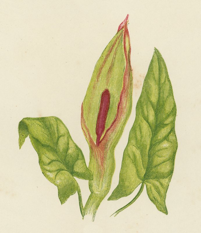 Gevlekte Aronskelk, Arum Maculatum door English School
